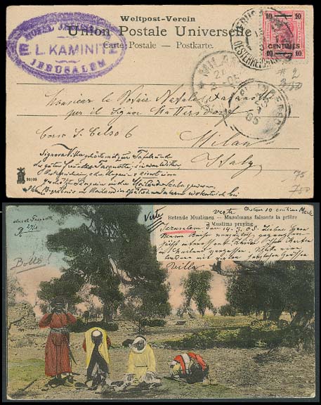 Lot 1860 - austrian levant - Antonio Torres Early Spring private treaty sale Lot 1860 - austrian levant - Antonio Torres Early Spring private treaty sale