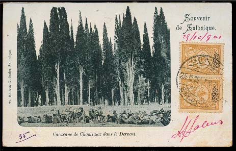 Lot 26254 - Turkey - Antonio Torres Early Spring private treaty sale Lot 26254 - Turkey - Antonio Torres Early Spring private treaty sale