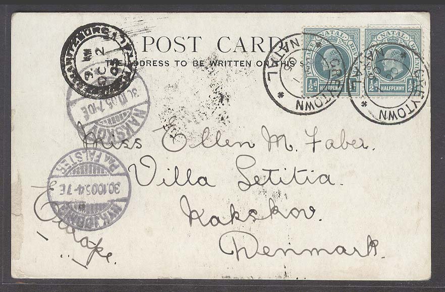 Lot 25102 - south africa - Antonio Torres Early Spring private treaty sale Lot 25102 - south africa - Antonio Torres Early Spring private treaty sale